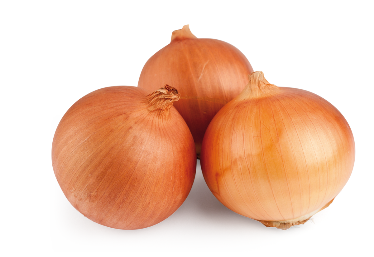 Grano de oro onion